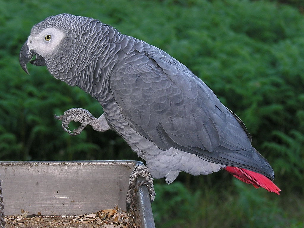 African Grey Congo