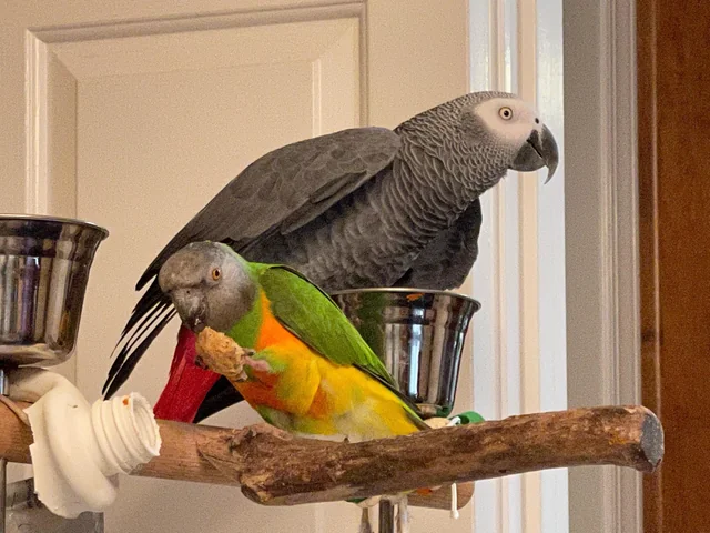 Choosing a healthy parrot guide