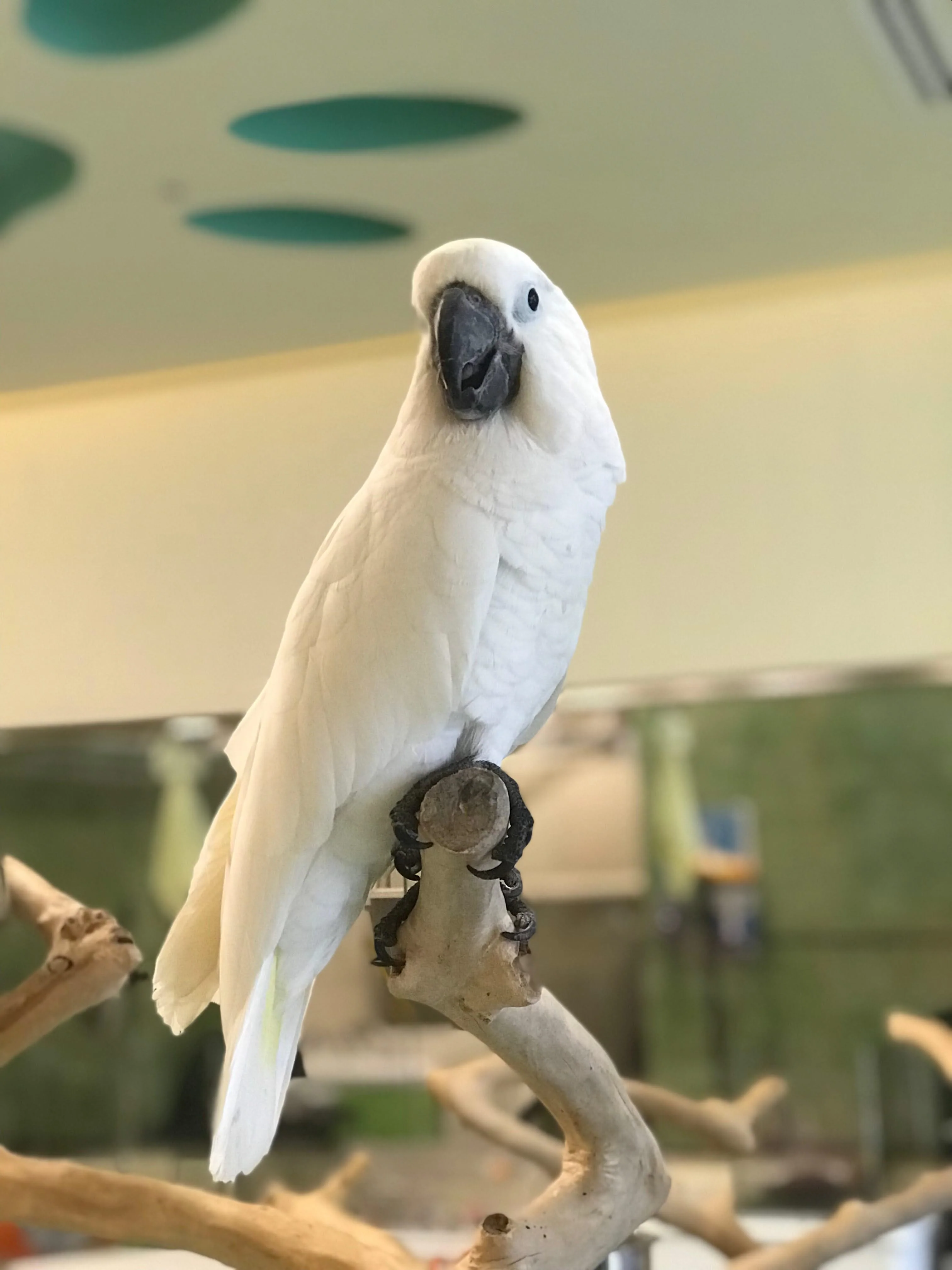 Umbrella Cockatoo